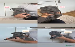 Staffordshire Bull Terrier dogs for sale: Blue staffy - Image 2