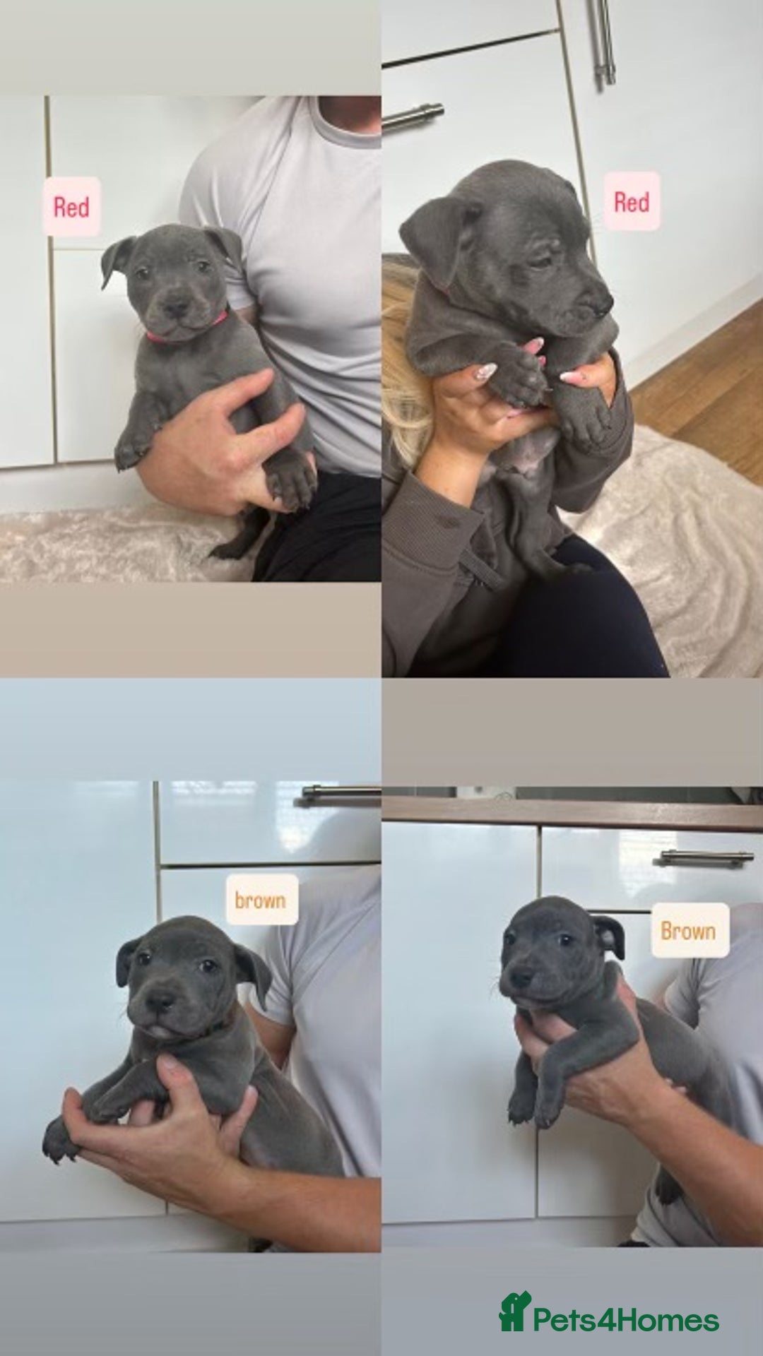Staffordshire Bull Terrier dogs for sale: Blue staffy - Image 2