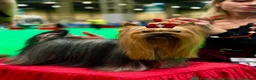 Yorkshire Terrier dogs for sale: Outstanding Pedigree Yorkshire Terrier Puppies ❤️ - Advert 39