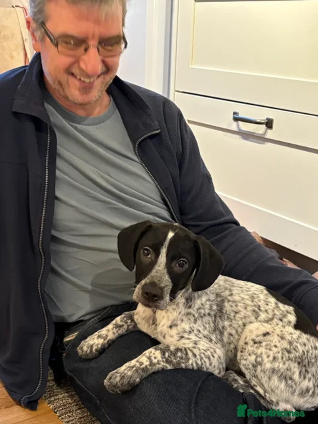 Mixed Breed dogs for sale: Frenchie x pointer  - Advert 3