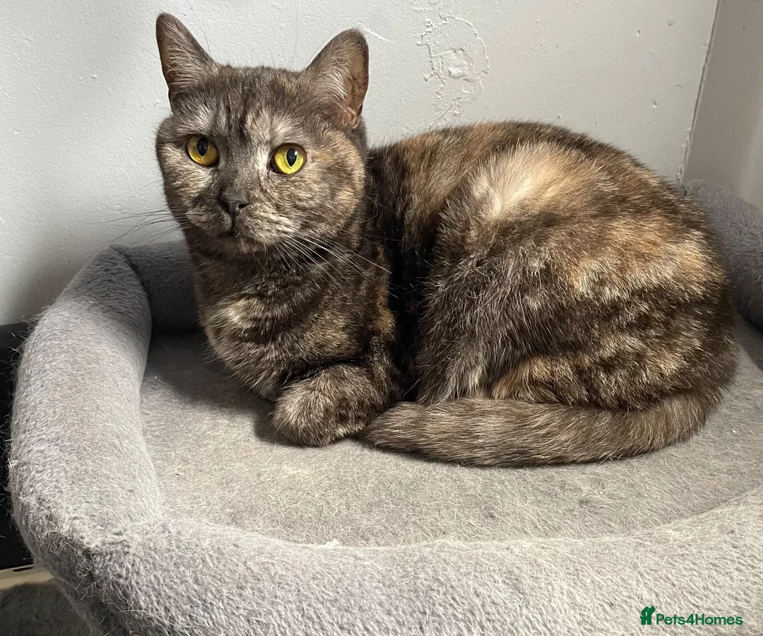 British Shorthair cats for sale: 🩷 Lovely British Shorthair Cats 💙 - Advert 1