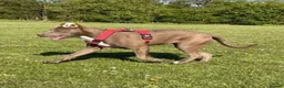 Mixed Breed dogs for sale: Cane Corso cross, beautiful temperament 4yr old in Thornton-Cleveleys - Advert 8