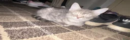 American Shorthair cats for sale: 1 left !! adorable grey kittens🐱 - Advert 4