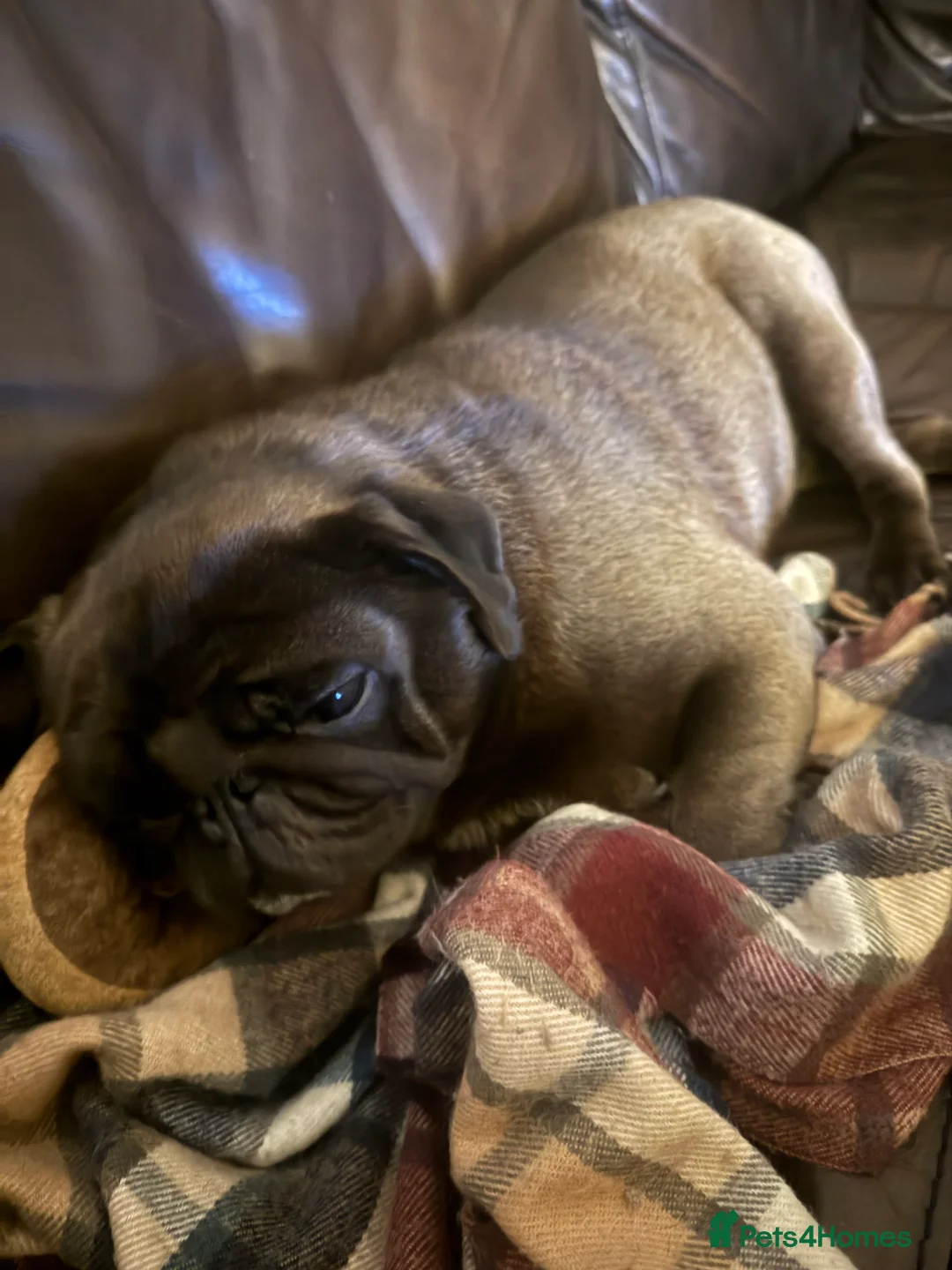 Pug dogs for stud: Beautiful KC Platinum Pug Stud - Advert 7