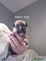 Mixed Breed dogs - Advert 16