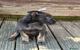 Belgian Shepherd Dog dogs for sale: Dutch herder puppies  - Image 3