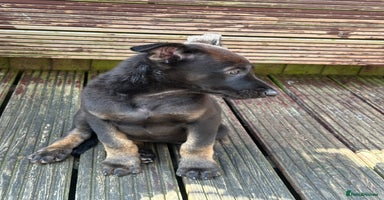 Belgian Shepherd Dog dogs - Advert 1