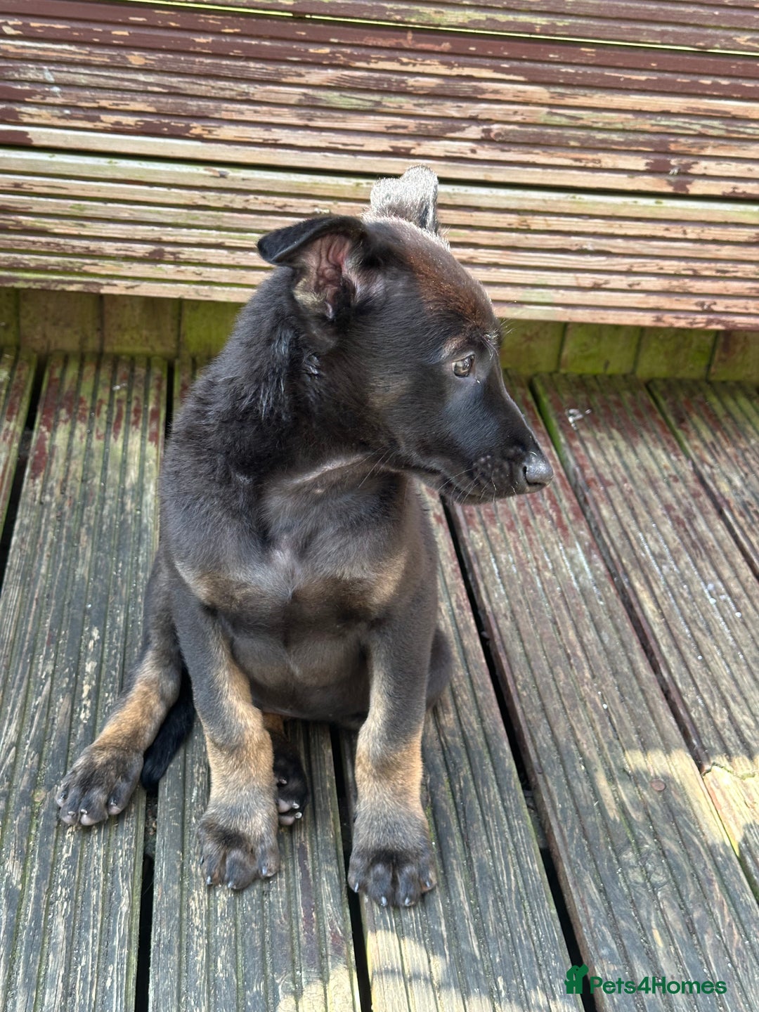 Belgian Shepherd Dog dogs for sale: Dutch herder puppies  - Image 3