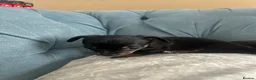 Chihuahua dogs for sale: 🐾  Chihuahua Girl Puppies 👀 for  Forever 🏡🐾 - Advert 2