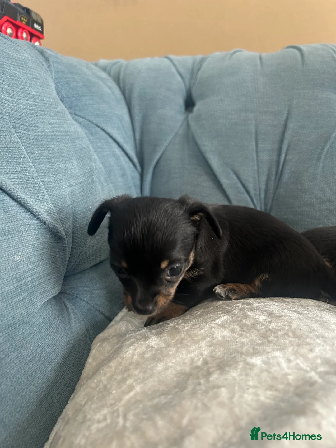 Chihuahua dogs for sale: 🐾  Chihuahua Girl Puppies 👀 for  Forever 🏡🐾 - Advert 2