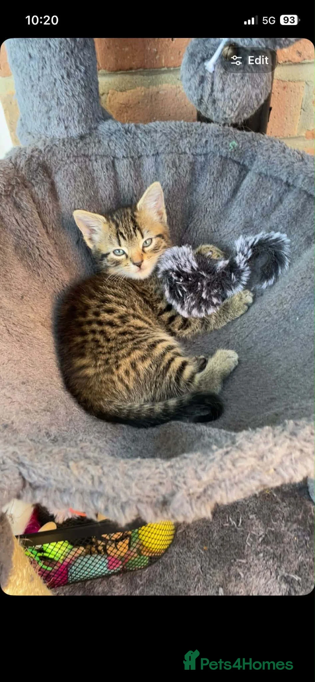 Mixed Breed cats for sale: Tabby Kitten Looking for forever home - Advert 2