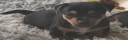 Jack Russell dogs for sale: Black and tan Puppies  - Advert 5