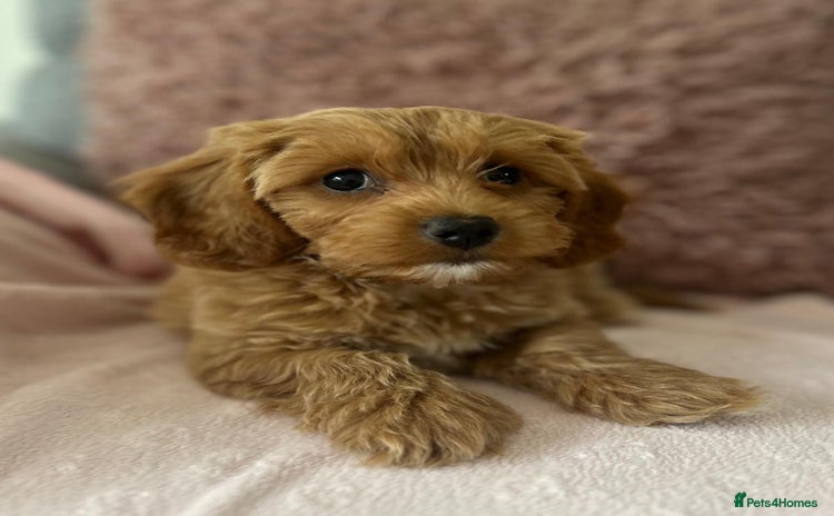Cavapoochon dogs - Advert 2