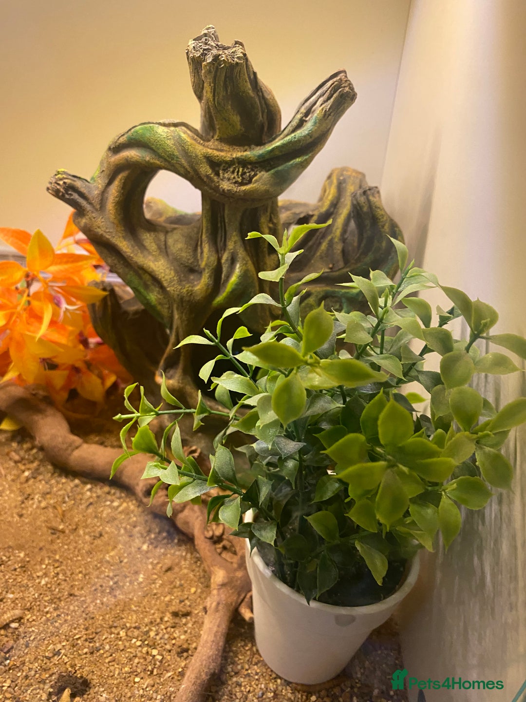 Leopard Gecko reptiles for sale: leopard gecko with enclosure  - Advert 3