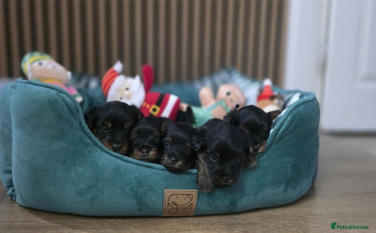 Yorkshire Terrier dogs 🐶Yorkshire terrier puppies for sale🐶 - Advert 1