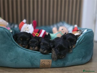 Yorkshire Terrier dogs 🐶Yorkshire terrier puppies for sale🐶 - Advert 2