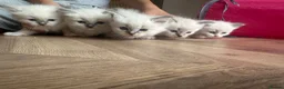 Ragdoll cats for sale: Ragdoll kittens pedigree  in Ellesmere Port - Advert 17