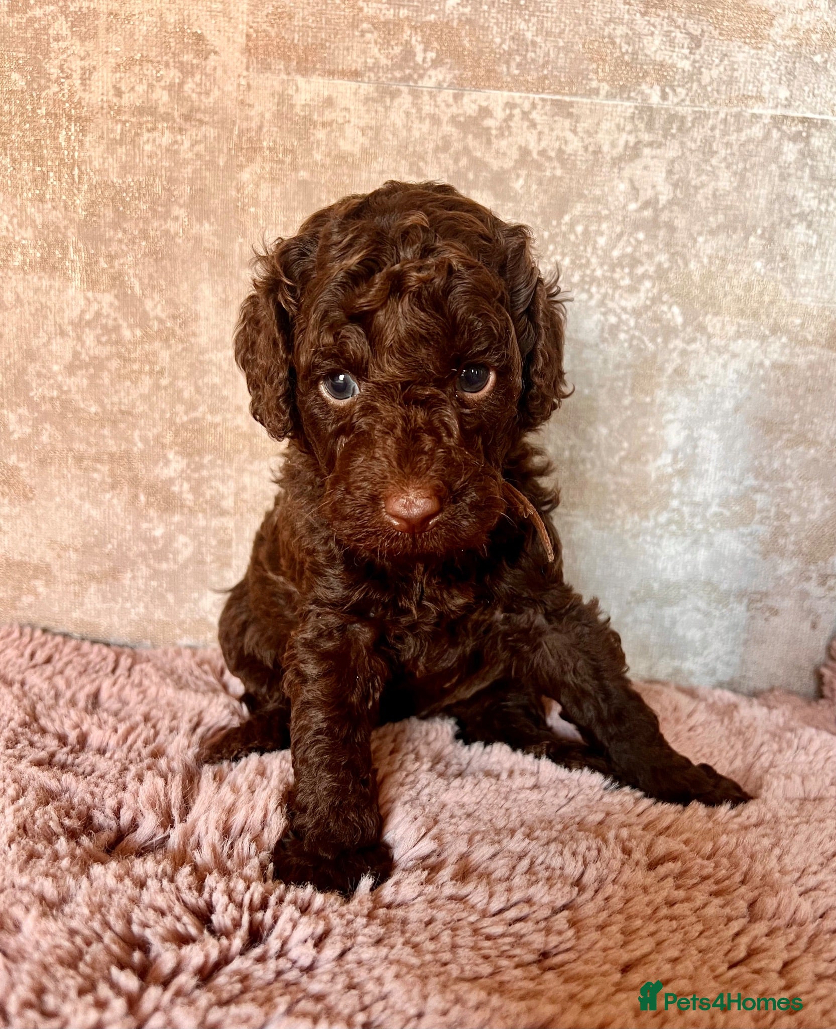 Miniature Poodle dogs 🤎 BEAUTIFUL CHOCOLATE MINIATURE POODLE BOYS 🤎 - Advert 5