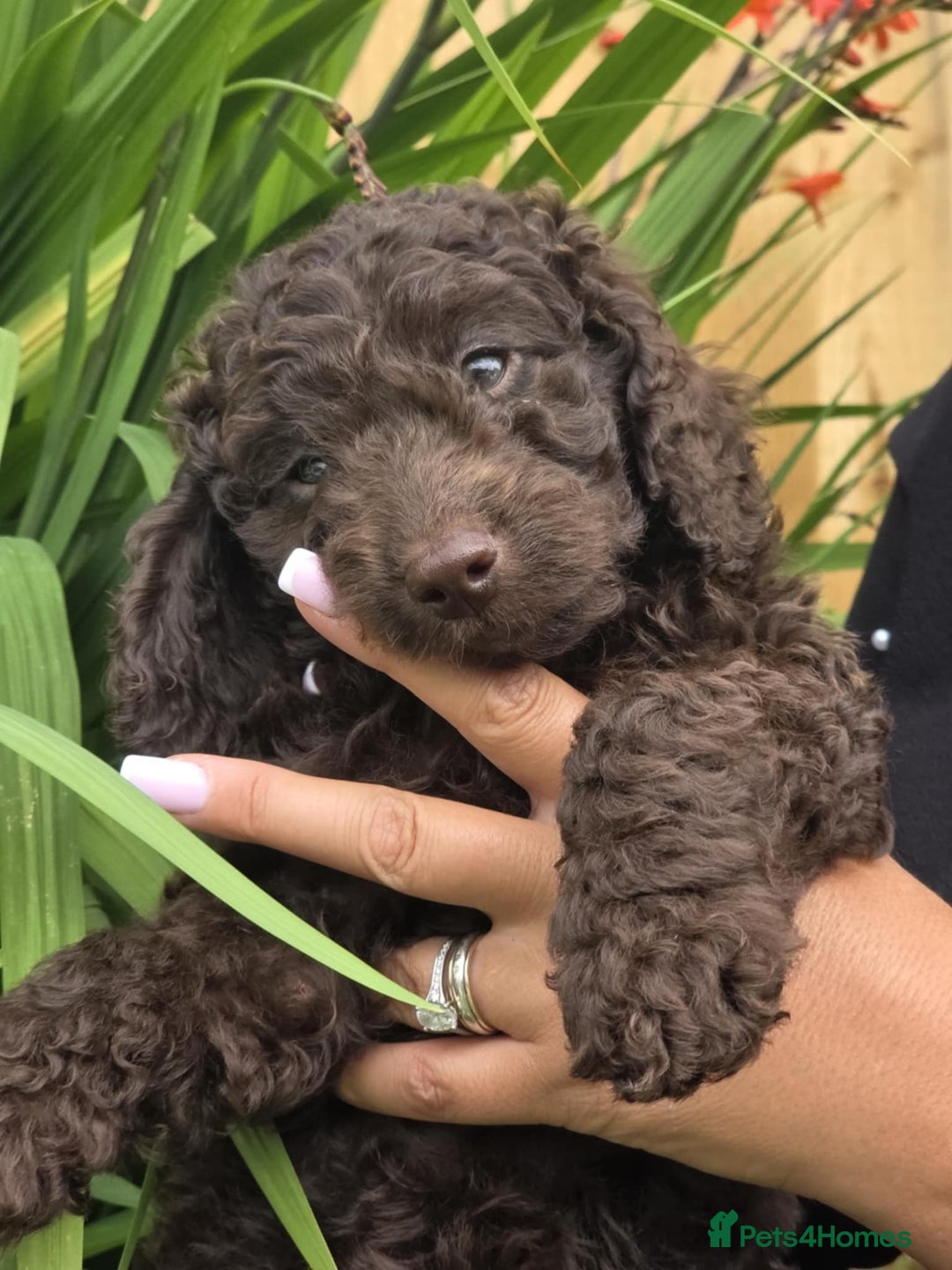Sproodle dogs for sale: Gorgeous Chocolate Sproodle Puppies - Image 29