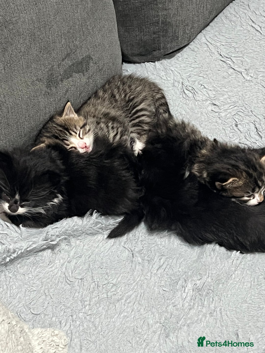 British Shorthair cats for sale: Gorgeous british shorthair kittens for sale 🐈 - Advert 6