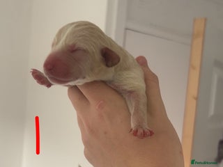 Cocker Spaniel dogs - Advert 18