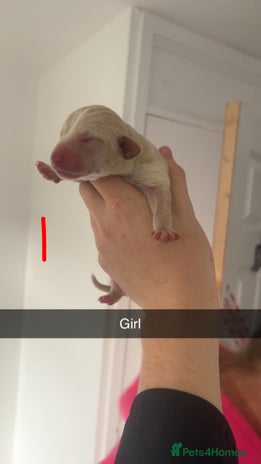 Cocker Spaniel dogs Cocker spaniels - Advert 15