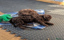 Labradoodle dogs for sale: 🐾Stunning Mini Labradoodle F1b Pups DNA Check🐾  - Image 4