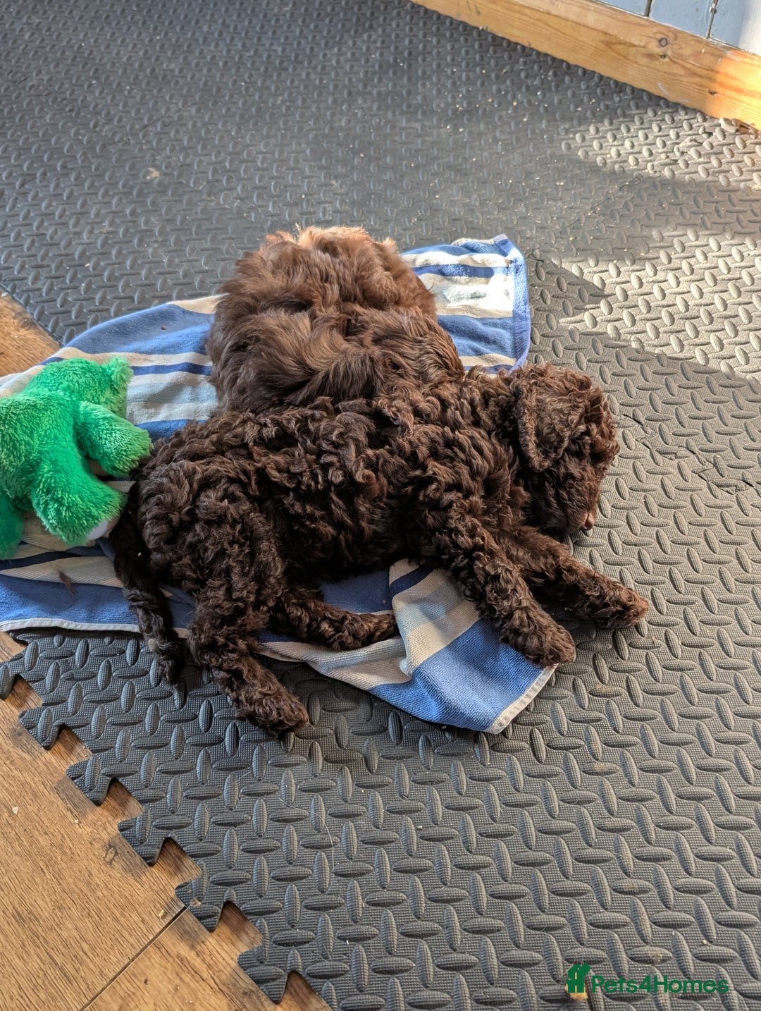 Labradoodle dogs for sale: 🐾Stunning Mini Labradoodle F1b Pups DNA Check🐾  - Image 4