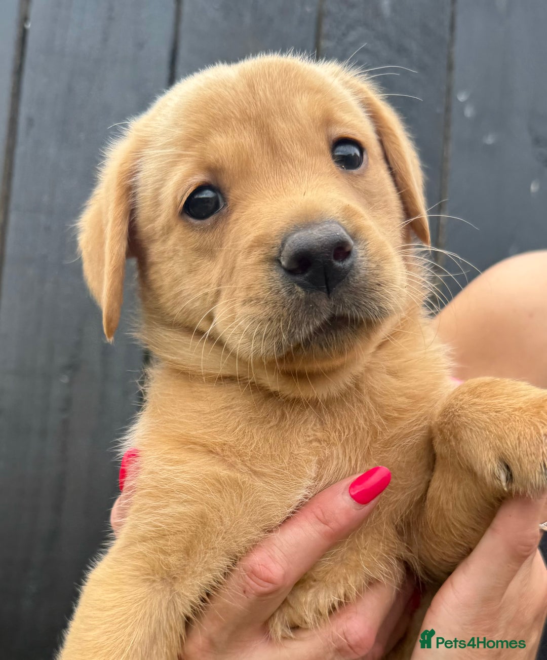 Labrador Retriever dogs for sale: Beautiful fox red Labrador pups - Image 14