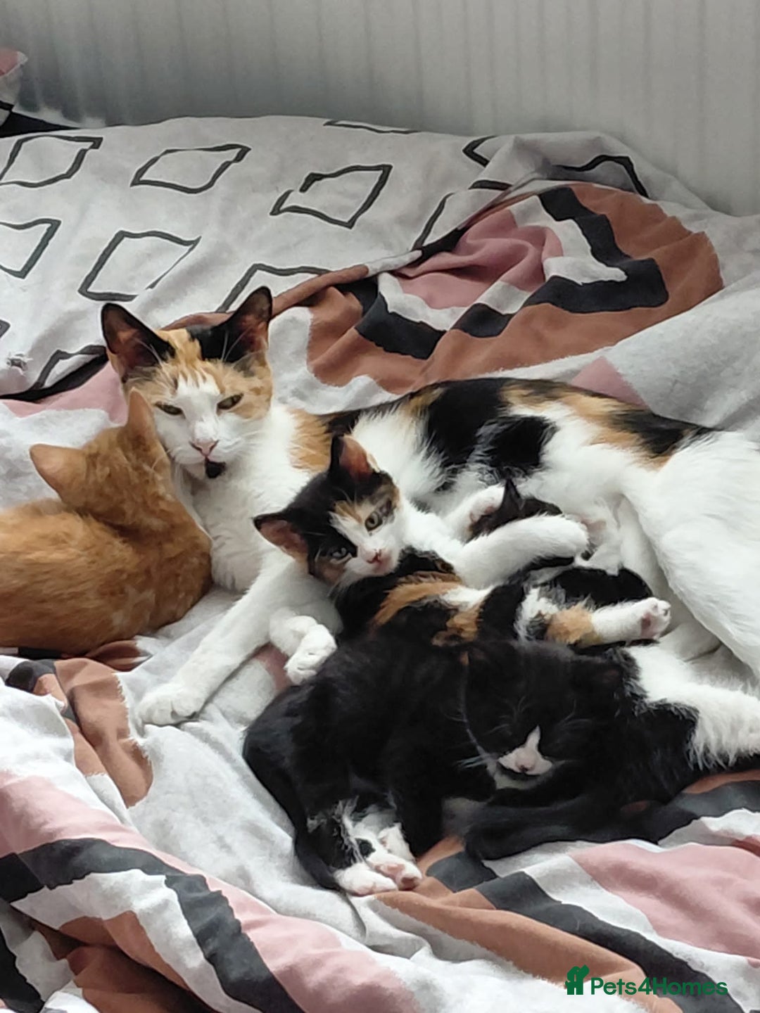 Mixed Breed cats for sale: Kittens looking for their new homes  - Advert 8