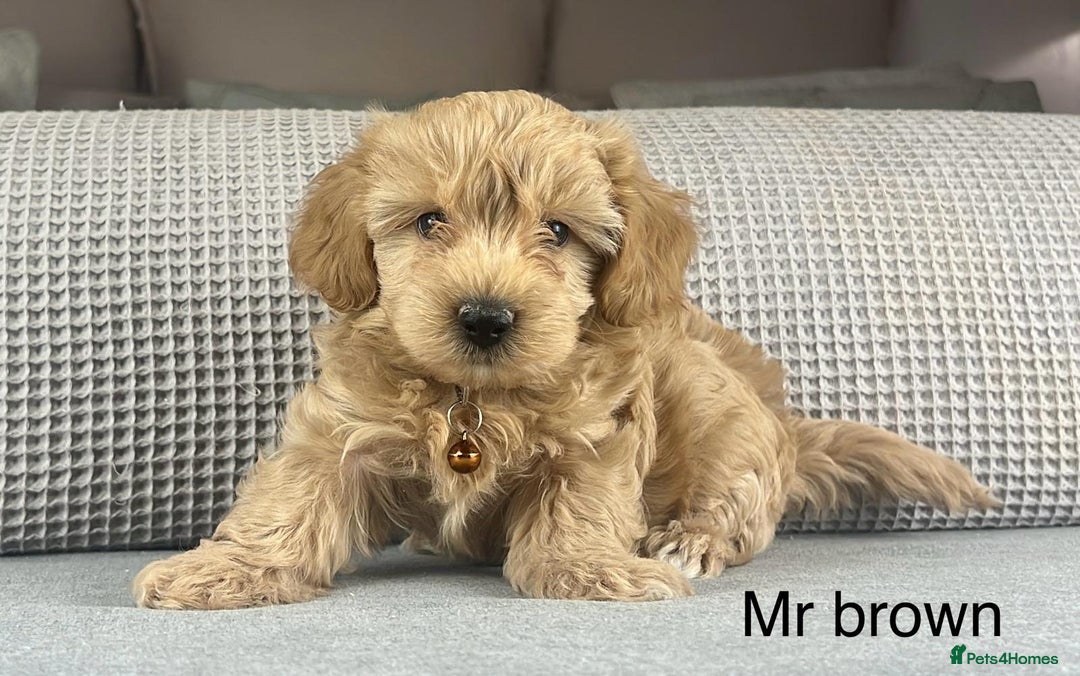 Maltipoo dogs for sale: STUNNING BOYS AND GIRL. DNA TESTED CLEAR FATHER - Image 8
