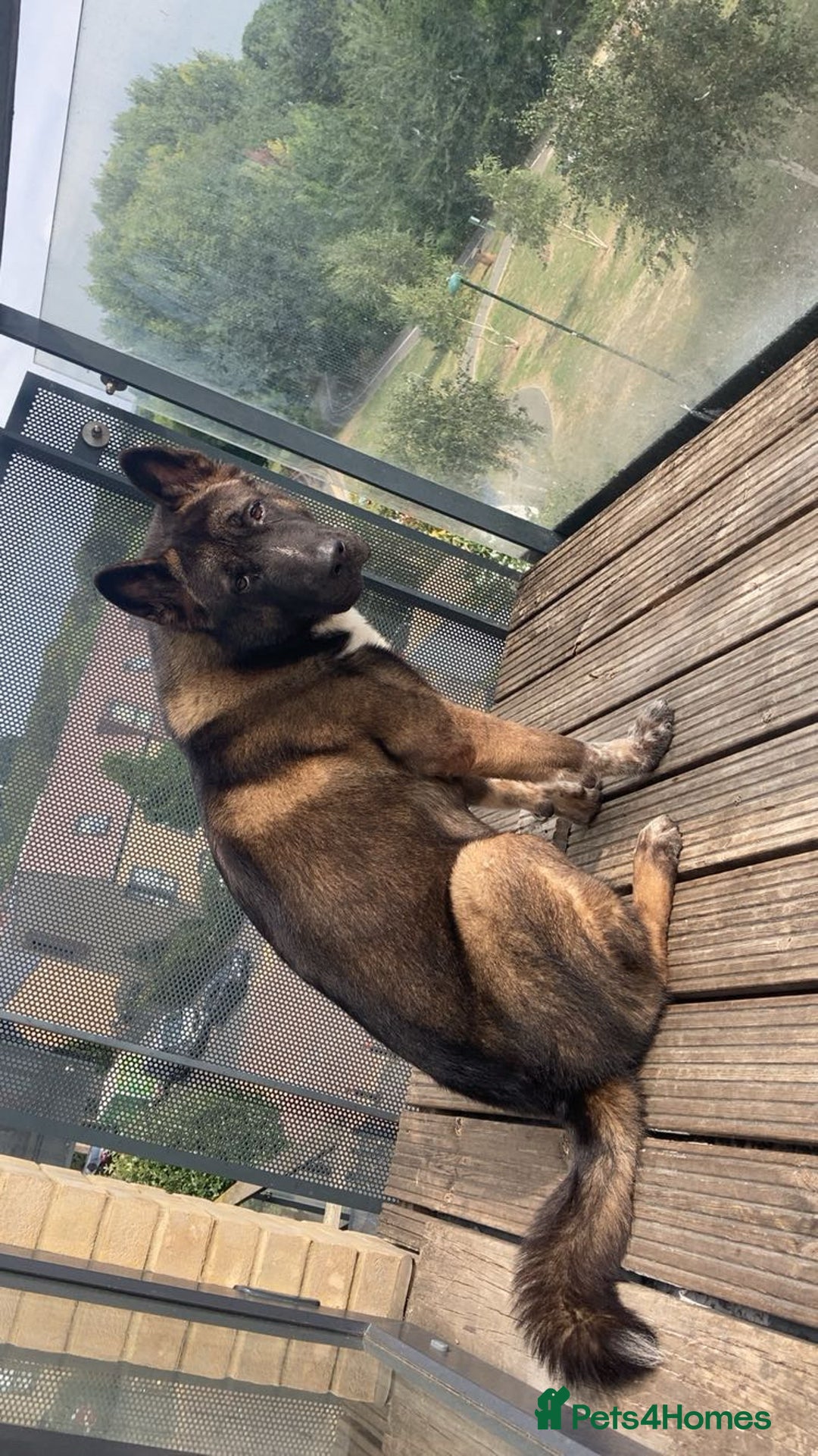 Akita dogs for sale: Akita puppies  - Image 18