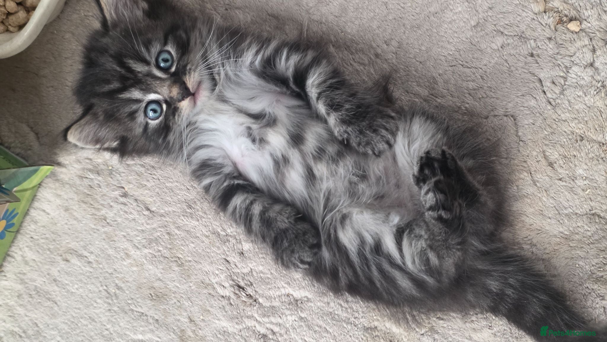 Mixed Breed cats Kittens-Fluffy Tabby Kittens for Sale - Advert 3