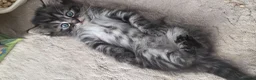 Mixed Breed cats for sale: Kittens-Fluffy Tabby Kittens for Sale - Advert 1