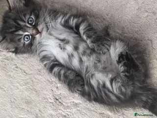 Mixed Breed cats Kittens-Fluffy Tabby Kittens for Sale - Advert 3