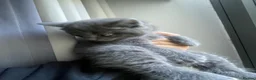 British Shorthair cats for sale: Rue and Romeo  - Advert 4