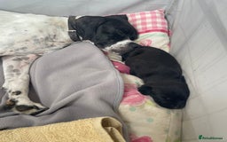 Mixed Breed dogs for sale: English Pointer Cross Puppies - Image 4