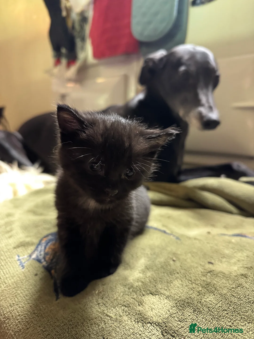 Savannah cats for sale: Savannah X Kittens  - Advert 2