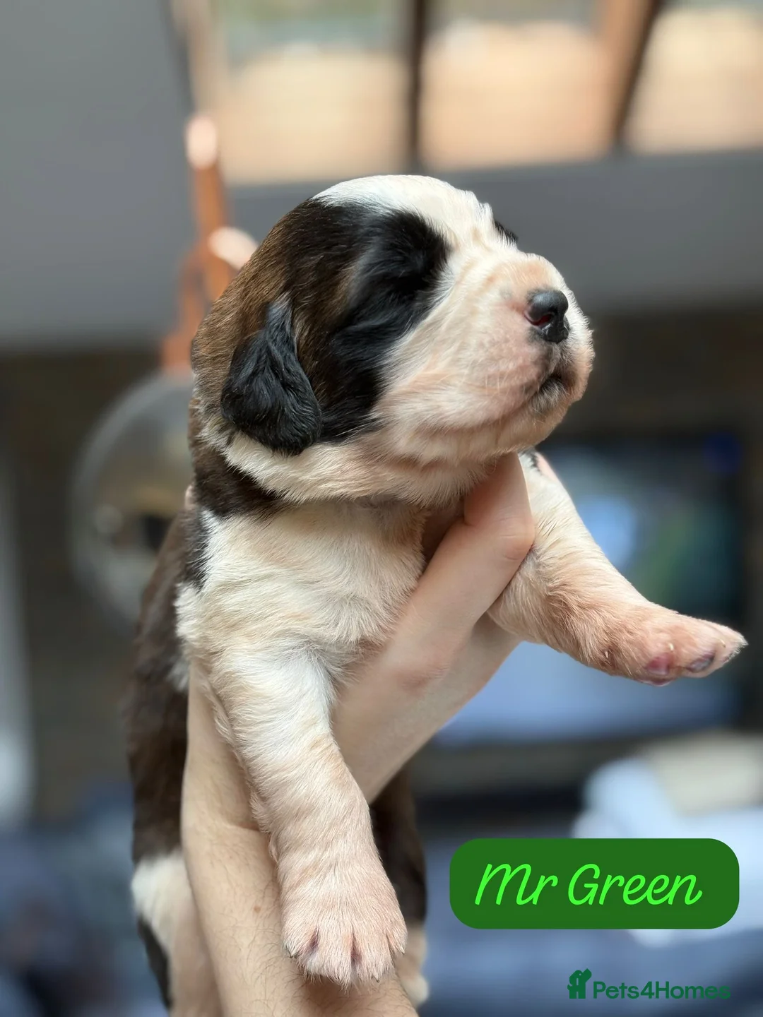 Saint Bernard dogs for sale: Outstanding Saint Bernard KC Reg Puppies  - Advert 15