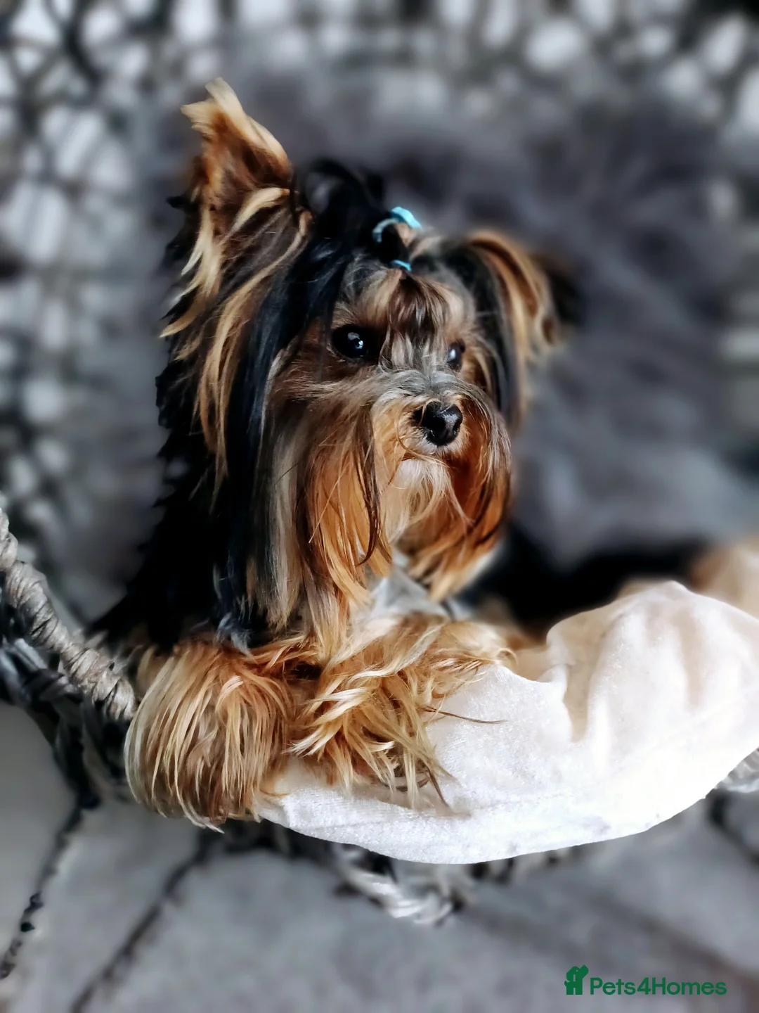 Yorkshire Terrier dogs for stud: ABSOLUTELY ADROBLE TINY BOY ONLY FOR STUD DUTY!! in Bedford - Advert 8