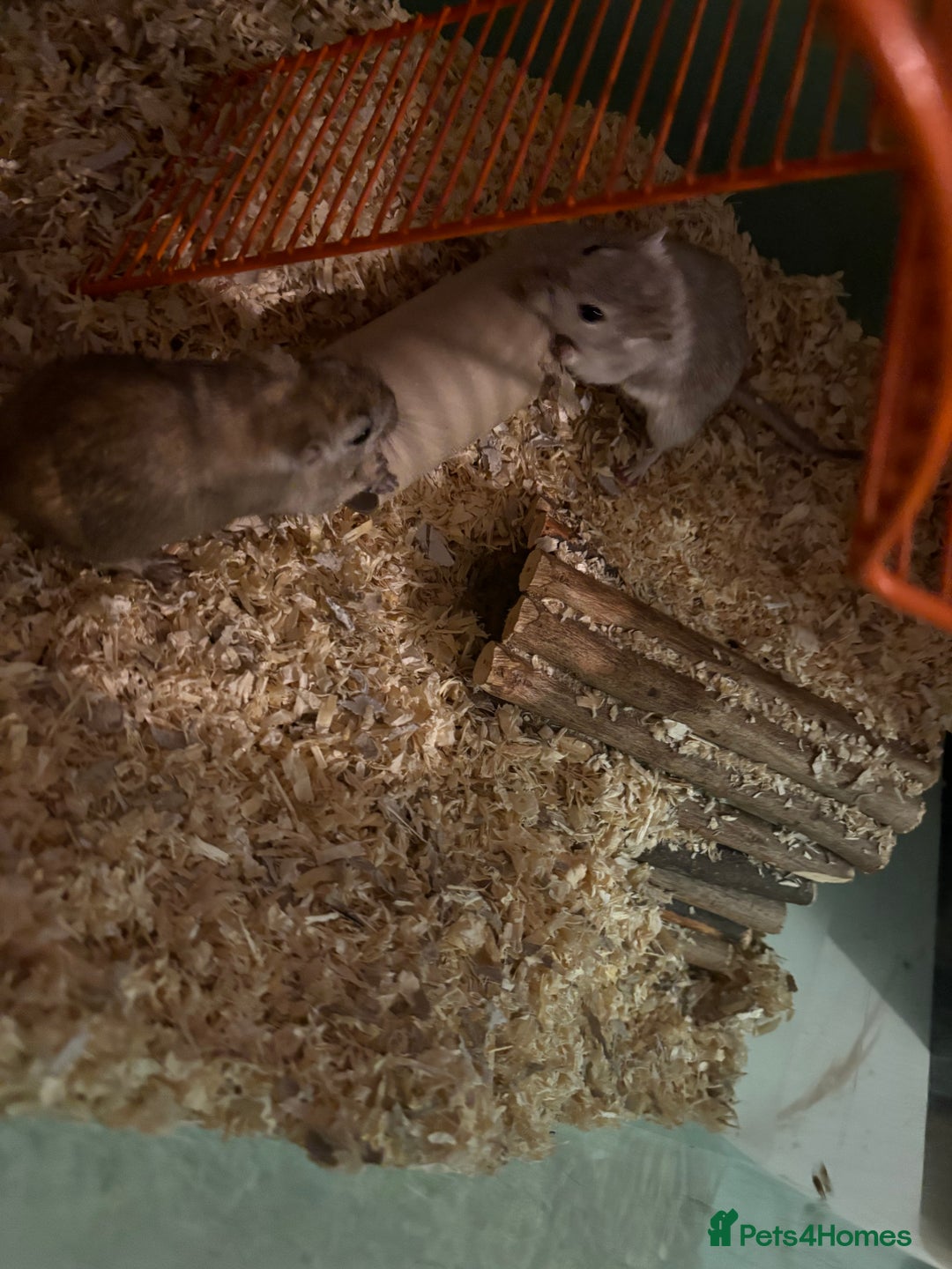Gerbil rodents for sale: 2 male Gerbils - Image 4