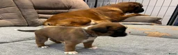 Boxer dogs for sale: Beautiful, KC registerd boxer puppies for sale - Advert 12