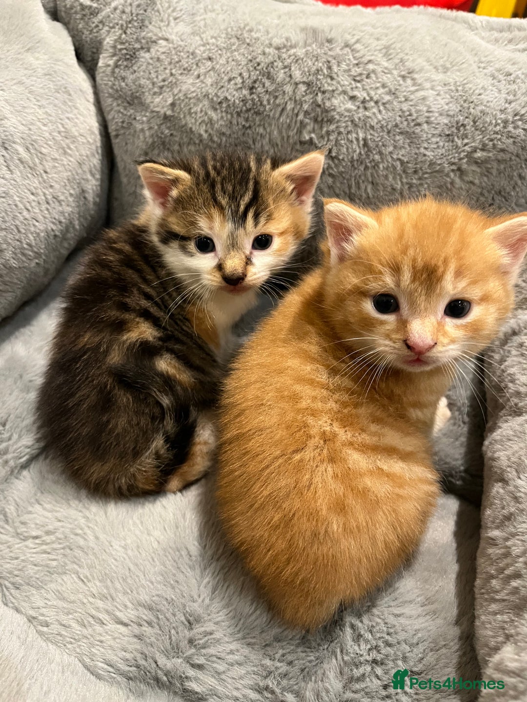 Domestic Shorthair cats for sale: Two male ginger, One female cali kittens - Advert 7