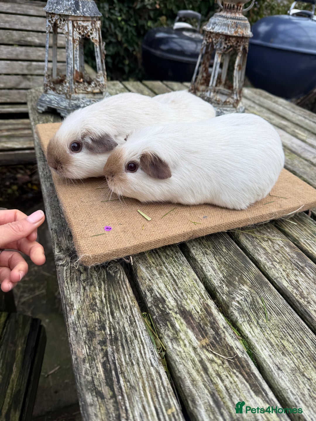 Guinea Pig rodents for sale: Pure bred California & Swiss guineapigs  - Advert 26
