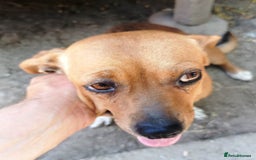Mixed Breed dogs for adoption: LUCY, a Superb little Girl, for a Loving Home - Image 5