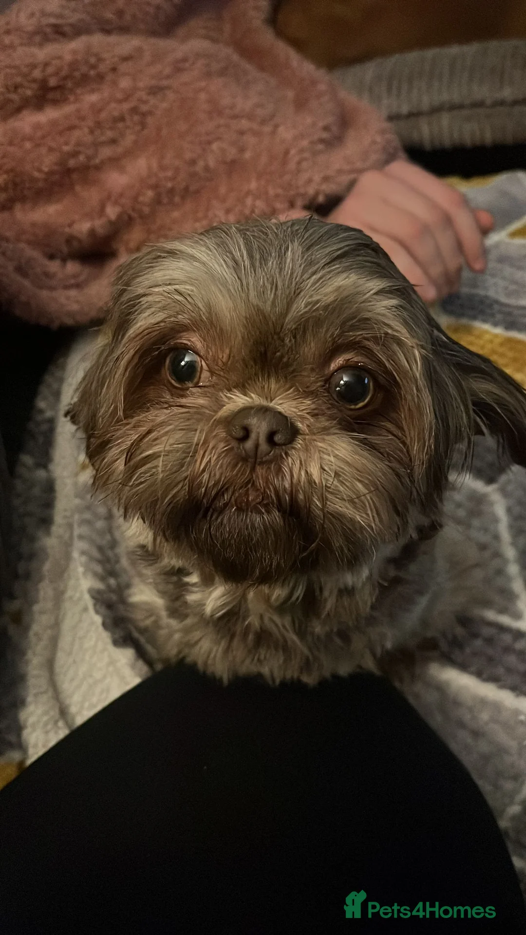 Mixed Breed dogs for sale: Schweenie in Ledbury - Advert 3