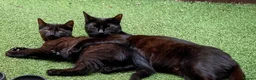 Domestic Shorthair cats for sale: Black Beautiful Kitten with Golden Eyes - Advert 2
