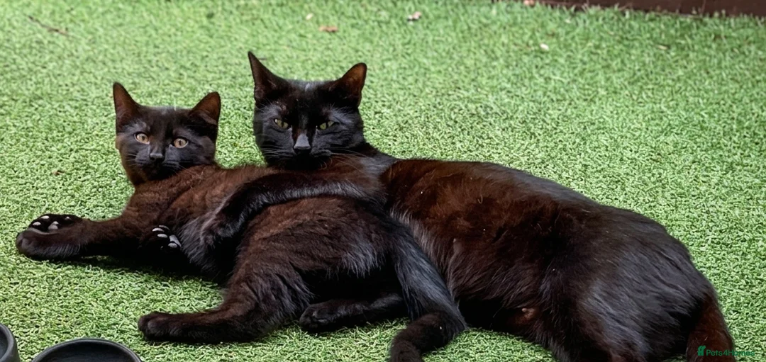 Domestic Shorthair cats for sale: Black Beautiful Kitten with Golden Eyes - Advert 2