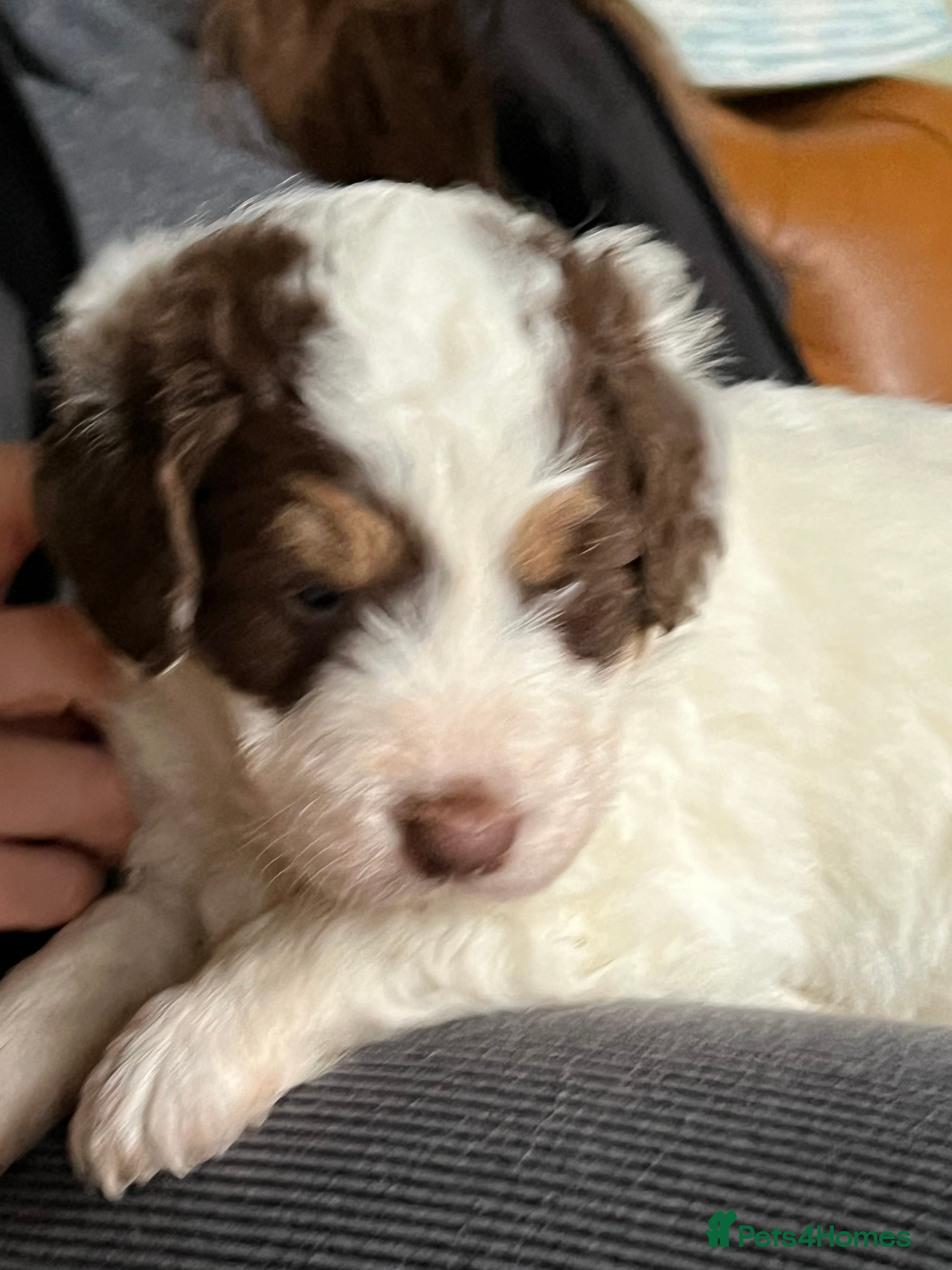 Bordoodle dogs F1 extensive genetic testing/full refund guarantee - Advert 7