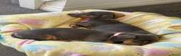 Dachshund dogs for sale: Beautiful miniature dachshund puppy’s  in Newport - Advert 4